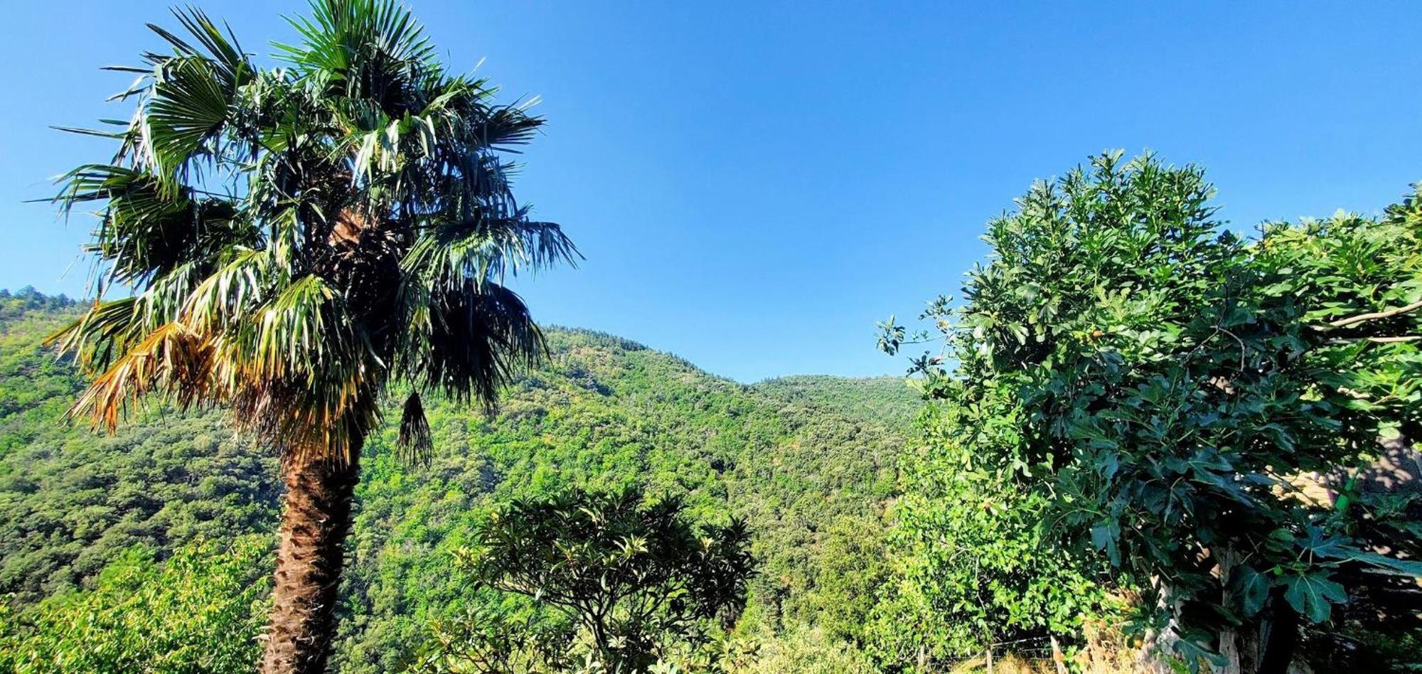 Gite De Combelebouze En Cevennes - Cosy, Confort Et Climatise - 3 Etoiles Saint-Privat-de-Vallongue 外观 照片