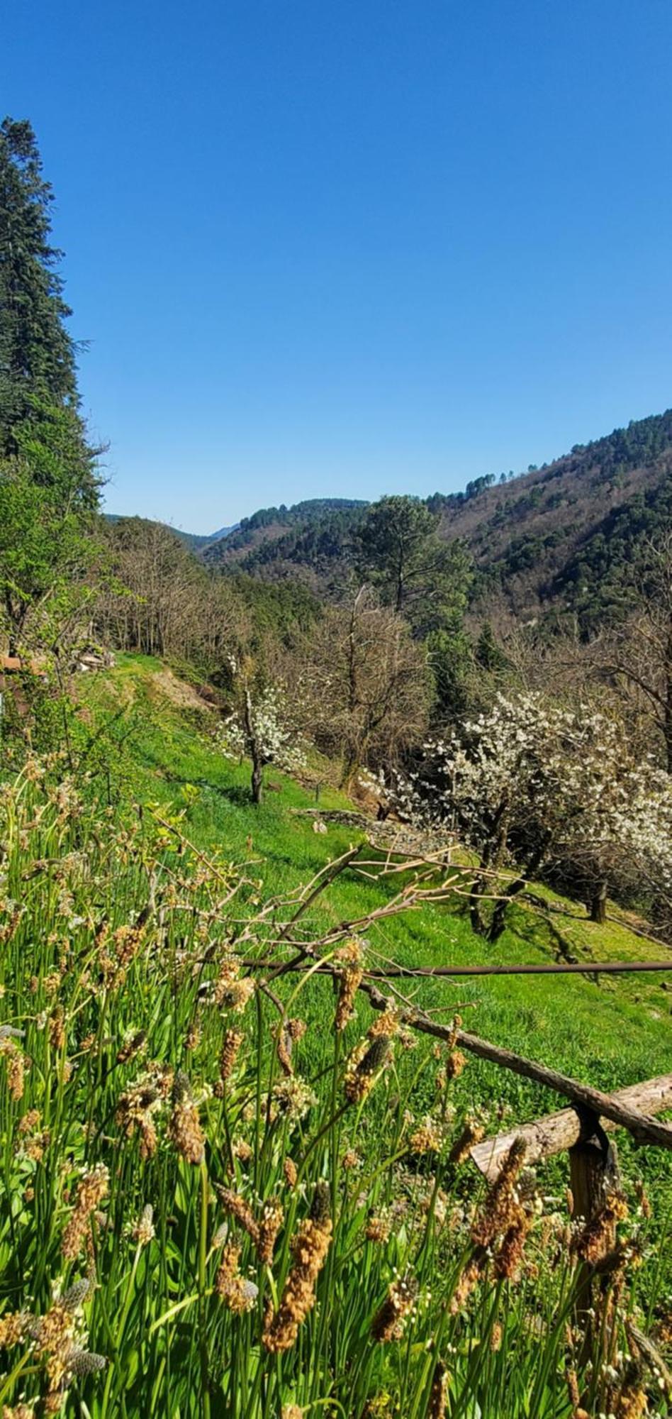 Gite De Combelebouze En Cevennes - Cosy, Confort Et Climatise - 3 Etoiles Saint-Privat-de-Vallongue 外观 照片